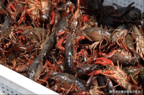 龙虾在线观看  第3张